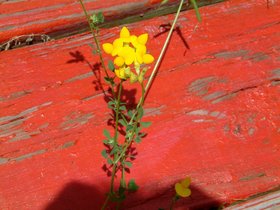 ../2005/07/21-NYC-NY-ny-catskills-monastary-flower.jpg