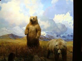 ../2006/06/26-amnh-NY-bear.jpg