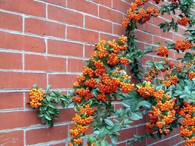../2006/10/07-brooklyn-NY-autumn-berries.jpg