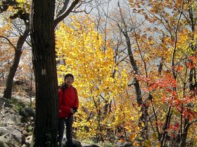 ../2006/10/25-breakneck-NY-nora-tree.jpg