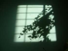 ../2007/03/25-brooklyn-NY-plant-shadow.jpg