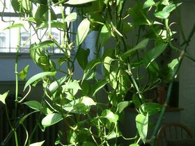 ../2007/03/25-brooklyn-NY-plant.jpg