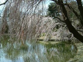 ../2007/04/21-brooklyn-NY-cheery-blossoms-pond.jpg