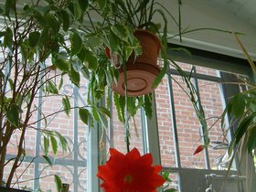 02-cactus-flower.jpg