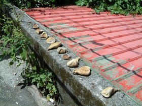../2007/08/06-1333-by_nora-beach-drying-fruit.jpg