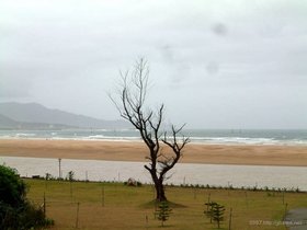 ../2007/08/08-0808-by_nora-tree-beach.jpg
