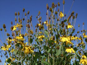 23-1456-flower-yellow-redhook-NY-yello.jpg