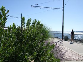 23-1456-redhook-NY-purple-nora.jpg