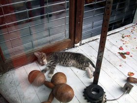 ../2007/10/07-1458-brooklyn-NY-window-kitten.jpg
