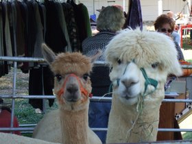 ../2007/10/14-1508-baltimore-MD-alpacas.jpg
