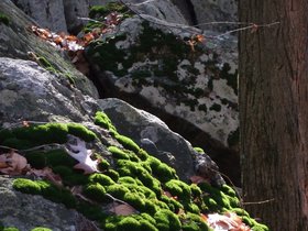 ../2007/11/24-0928-harriman_park-NY-st-park-moss.jpg