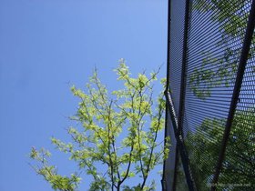 ../2008/05/25-1253-tree-brooklyn-NY-sky.jpg