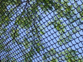 ../2008/05/25-1256-brooklyn-NY-fence-tree.jpg