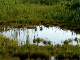 ../2008/06-by-nora/21-0724-fire_island.jpg