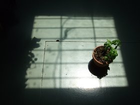 basil