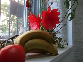 03-0612-cactus-flower.jpg