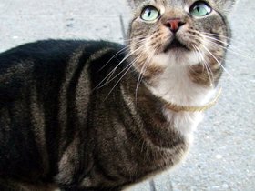 06-1822-cat-brooklyn-NY-mittens-mreow.jpg