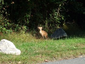 12-1307-baltimore-MD-fox-canoeing.jpg