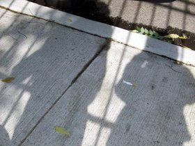 19-1124-brooklyn-NY-shadow.jpg
