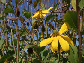 19-1226-flower-redhook-NY-brooklyn.jpg