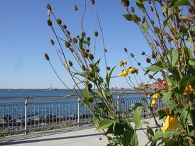 19-1226-flower-redhook-NY-liberty-brooklyn.jpg