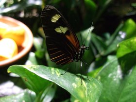 ../2008/12/07-1230-ny-amnh-NY-butterfly.jpg