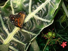 ../2008/12/07-1235-ny-amnh-NY-butterfly-black-orange.jpg