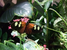 ../2008/12/07-1236-ny-amnh-NY-butterfly.jpg