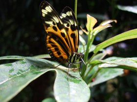 ../2008/12/07-1239-ny-amnh-NY-butterfly.jpg