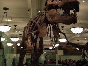 ../2008/12/07-1552-ny-amnh-NY-trex.jpg