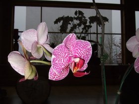 ../2009/04/04-0600-bluecliff-monastery-hall-orchid.jpg