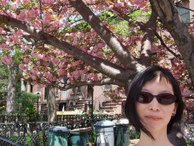 ../2009/04/26-1154-brooklyn-NY-nora-cherry_blossom-tree.jpg