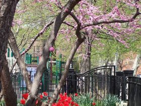 26-1157-tulip-carroll-garden-eastern-redbush.jpg