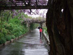 ../2009/05/03-1202-brooklyn_botanical-garden-sakura-wisteria-nora.jpg
