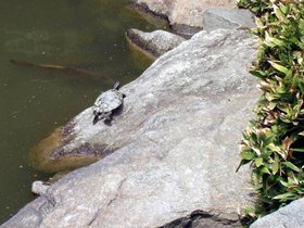 ../2009/05/24-1152-brooklyn-NY-garden-turtle.jpg