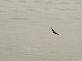 ../2009/05/25-1225-palisades-NY-bird-nj-park-vulture.jpg