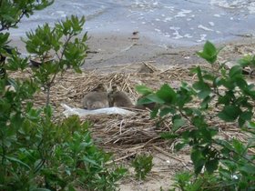 ../2009/05/30-1425-brooklyn-NY-jamaica_bay-geese-nest.jpg
