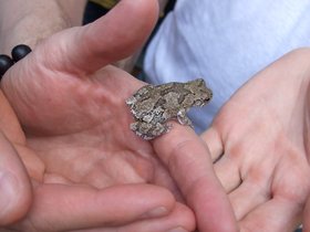 ../2009/05/30-1545-brooklyn-NY-jamaica_bay-frog-hand.jpg