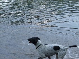 ../2009/06/07-1456-randalls-NY-island-dog.jpg