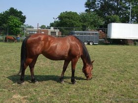 07-1529-randalls-NY-island-horse-brown.jpg