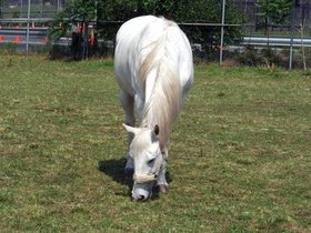 07-1529-randalls-NY-island-horse-white.jpg