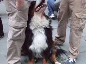 ../2009/09/26-1820-dog-parade-hello.jpg