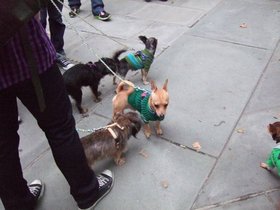 ../2009/09/26-1820-dog-parade-little.jpg