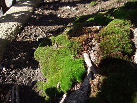 18-1402-moss.jpg
