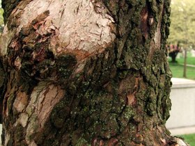 ../2010/04/17-1022-greenwood_cemetery-cemetery-bark.jpg