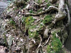 ../2010/05/07-1430-md-cunningham-park-camping-roots.jpg
