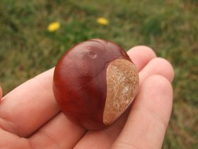 ../2010/09/25-1055-georges-MA-spectacles-conker-island.jpg