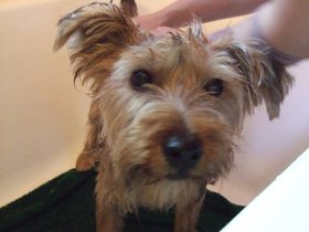 ../2011/06/05-1014-casper-bath-dog.jpg