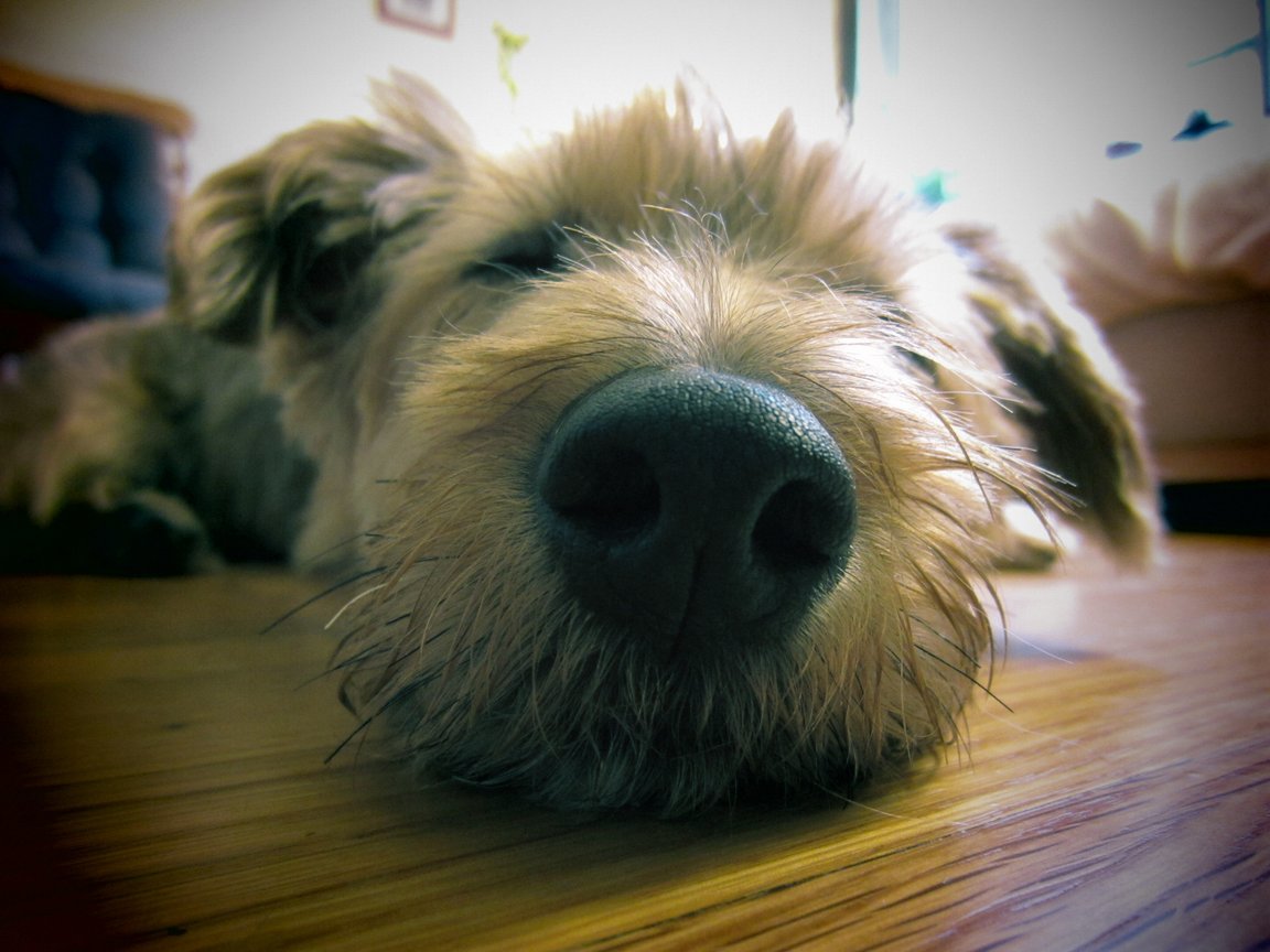 casper nose lomo
