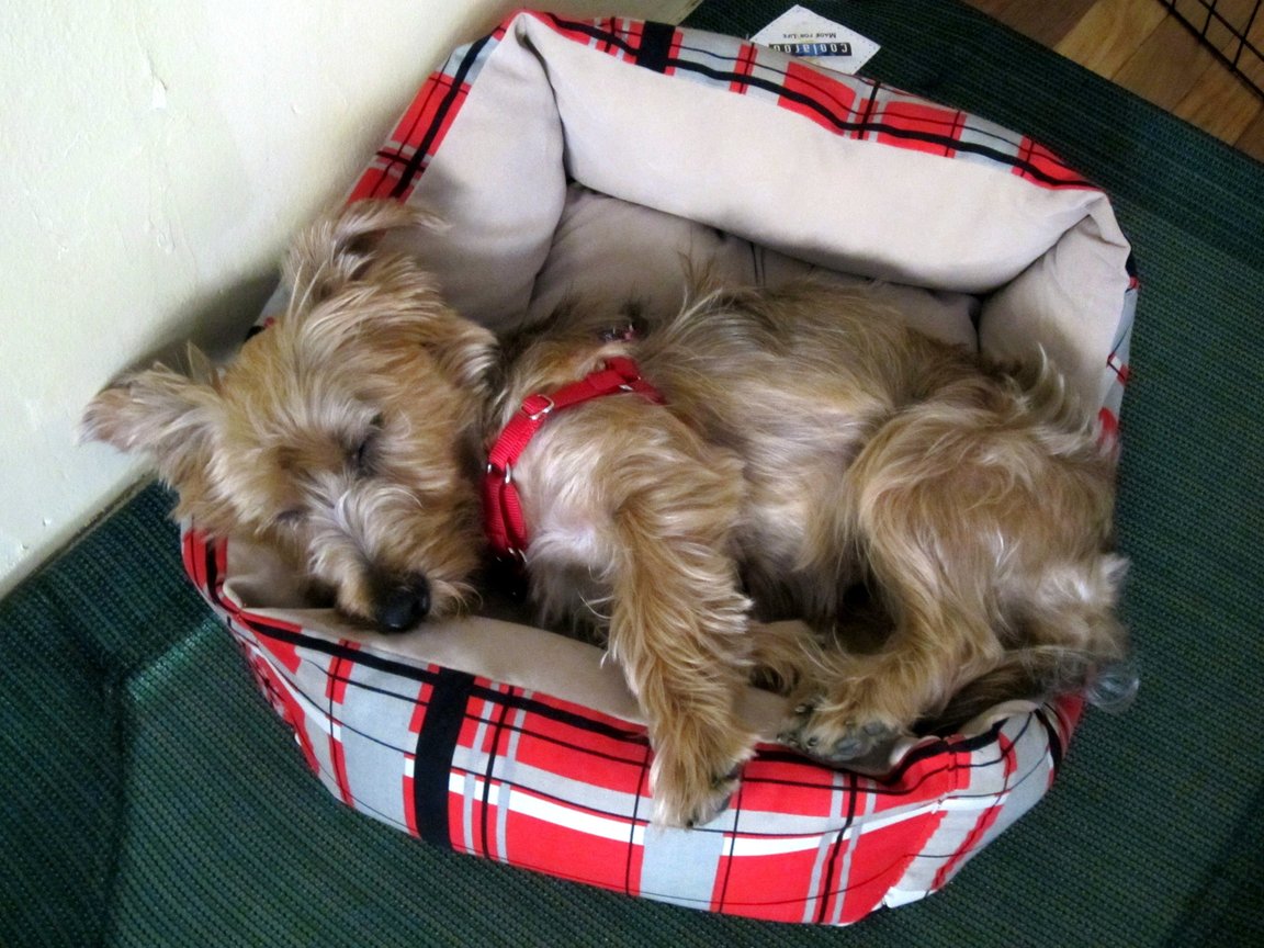 casper sleeping